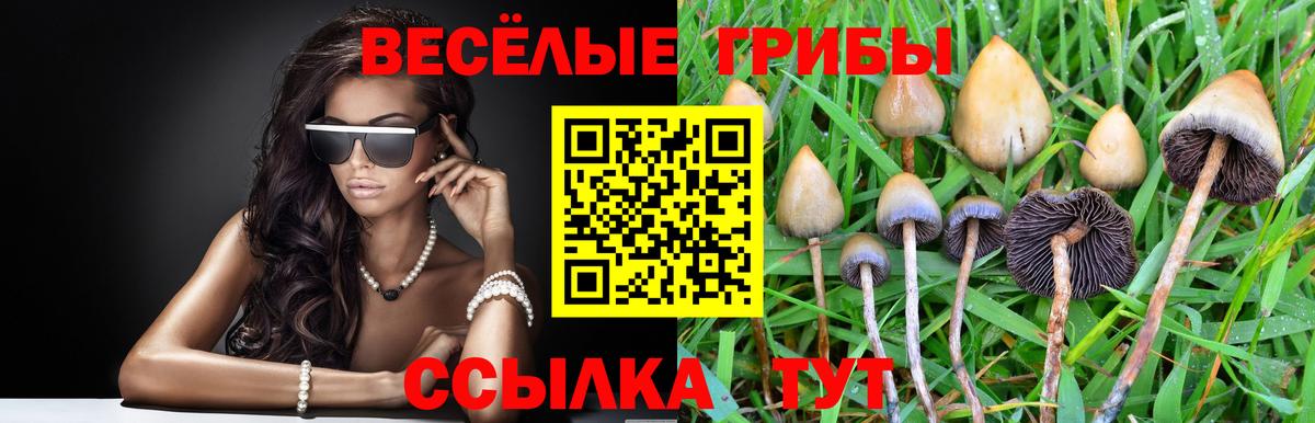 Псилоцибиновые грибы Psilocybine cubensis Георгиевск